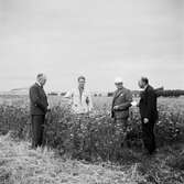 Studiebesök på fältet? Försöksodling. Fyn, Danmark 1935.