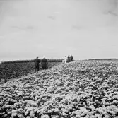 Studiebesök på fältet. Försöksodling. Fyn, Danmark 1935.