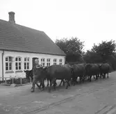 Assens? Danmark 1935.