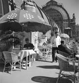 Ett utomhuskafé vid Palmhuset. Schönbrunn, Wien. Tjeckoslovakien-Ungern-Österrike 1935.