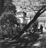 Palmhuset vid slottet Schönbrunn, Wien. Tjeckoslovakien-Ungern-Österrike 1935.