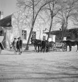 Hästar på en bygata i Ráró. Tjeckoslovakien-Ungern-Österrike 1935.