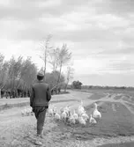 Ankskötsel i Ráró. Tjeckoslovakien-Ungern-Österrike 1935.