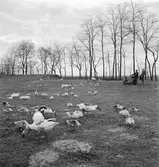 Ankskötsel i Ráró. Tjeckoslovakien-Ungern-Österrike 1935.