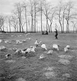 Ankskötsel i Ráró. Tjeckoslovakien-Ungern-Österrike 1935.
