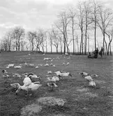 Ankskötsel i Ráró. Tjeckoslovakien-Ungern-Österrike 1935.