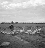 Ankskötsel i Ráró. Tjeckoslovakien-Ungern-Österrike 1935.