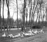 Ankskötsel i Ráró. Tjeckoslovakien-Ungern-Österrike 1935.