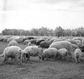 Ungerska ullsvin i Ráró. Tjeckoslovakien-Ungern-Österrike 1935.