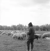 En herde i Ráró och hans ullsvin. Tjeckoslovakien-Ungern-Österrike 1935.