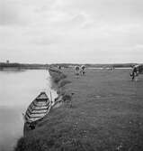 Kor vid ett vattendrag i Ráró. Tjeckoslovakien-Ungern-Österrike 1935.