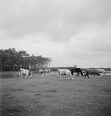 Kor i Ráró. Tjeckoslovakien-Ungern-Österrike 1935.