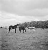 Kor och hästar i Ráró. Tjeckoslovakien-Ungern-Österrike 1935.