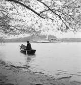 På Donau. Söder om Bratislava. Tjeckoslovakien-Ungern-Österrike 1935.