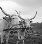 Ungersk gråboskap i byn Nagy-Bajcs. Tjeckoslovakien-Ungern-Österrike 1935.