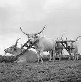 Ungersk gråboskap i byn Nagy-Bajcs. Tjeckoslovakien-Ungern-Österrike 1935.