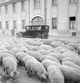 Ungerska ullsvin på väg genom Gyöngyös. Tjeckoslovakien-Ungern-Österrike 1935.