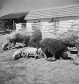 Ullsvin i Alsódabas. Orten heter idag bara Dabas. Tjeckoslovakien-Ungern-Österrike 1935.