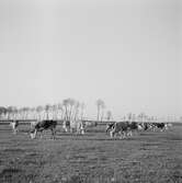 Nötboskap på pustan vid Alsódabas. Orten heter idag bara Dabas. Tjeckoslovakien-Ungern-Österrike 1935.