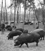 Ullsvin i skogen. Alsónémedi. Tjeckoslovakien-Ungern-Österrike 1935.