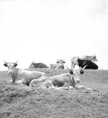 Nötboskap på pustan vid Alsódabas. Orten heter idag Dabas. Tjeckoslovakien-Ungern-Österrike 1935.
