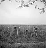 Vingårdar i Gyöngyös. Tjeckoslovakien-Ungern-Österrike 1935.