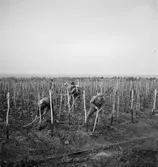 Vingårdar i Gyöngyös. Tjeckoslovakien-Ungern-Österrike 1935.