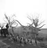 Oxspann i provinsen Heves. Tjeckoslovakien-Ungern-Österrike 1935.