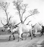 Oxspann i provinsen Heves. Tjeckoslovakien-Ungern-Österrike 1935.