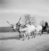 I provinsen Heves. Tjeckoslovakien-Ungern-Österrike 1935.