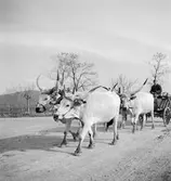 Ungersk gråboskap i provinsen Heves. Tjeckoslovakien-Ungern-Österrike 1935.
