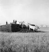 Ungersk gråboskap i provinsen Heves. Tjeckoslovakien-Ungern-Österrike 1935.