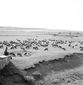 Får i provinsen Heves. Tjeckoslovakien-Ungern-Österrike 1935.