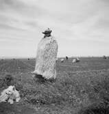 En bonde. Tjeckoslovakien-Ungern-Österrike 1935.