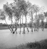 Översvämmade träd i Tiszafüred. Tjeckoslovakien-Ungern-Österrike 1935.