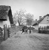 Lekande barn i Tiszafüred. Tjeckoslovakien-Ungern-Österrike 1935.