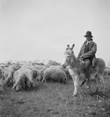 Svinaherde på pustan nära Friecsahary? Nationalparken Hortobagy. Tjeckoslovakien-Ungern-Österrike 1935.