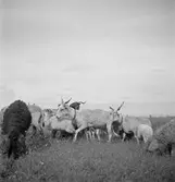 Pustan vid Elyek. Racka-får. Tjeckoslovakien-Ungern-Österrike 1935.