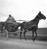 En häst med fullastad vagn vid pustan. Ungern. Tjeckoslovakien-Ungern-Österrike 1935.