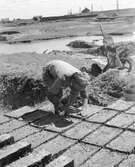Tillverkning av lertegel. Fyllning av formen. Ungern. Tjeckoslovakien-Ungern-Österrike 1935.