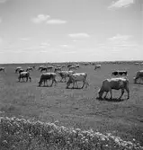 Betande boskap i Ungern. Tjeckoslovakien-Ungern-Österrike 1935.