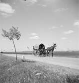 Häst med vagn i Ungern. Tjeckoslovakien-Ungern-Österrike 1935.