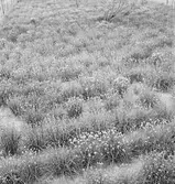 Odling. Ungern. Tjeckoslovakien-Ungern-Österrike 1935.