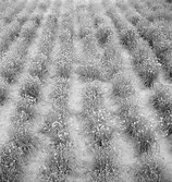 Odling. Ungern. Tjeckoslovakien-Ungern-Österrike 1935.