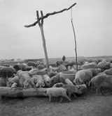 Vallning av ullsvin i Ungern. Vid brunnen. Tjeckoslovakien-Ungern-Österrike 1935.