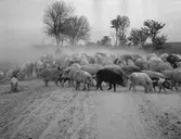 Vallning av ullsvin i Ungern. Tjeckoslovakien-Ungern-Österrike 1935.