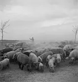 Vallning av ullsvin i Ungern. Tjeckoslovakien-Ungern-Österrike 1935.