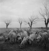 Vallning av ullsvin i Ungern. Tjeckoslovakien-Ungern-Österrike 1935.