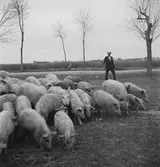 Vallning av ullsvin i Ungern. Tjeckoslovakien-Ungern-Österrike 1935.