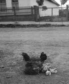 En höna med sina kycklingar. Ungern. Tjeckoslovakien-Ungern-Österrike 1935.